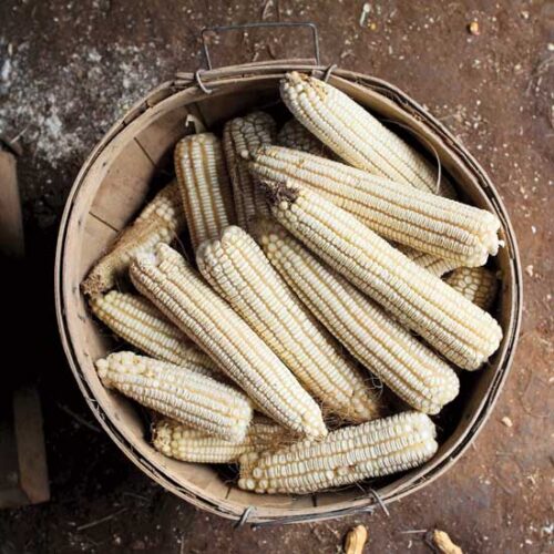 ‘Cocke’s Prolific’: Corn with a Comeback Story